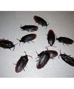 Alternative view of 12- Fake Roaches Prank Novelty Cockroach Bugs Look Real