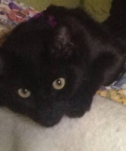 Purina Fancy Feast Grilled - (24) 3 oz. Cans Poultry & Beef 3.00 Ounce (Pack of 24) 31 51hT4lZTWUL 2