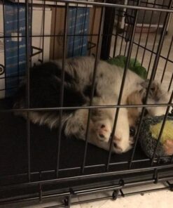 KONG - Cozie Ali Alligator - Indoor Cuddle Squeaky Plush Dog Toy - For Medium Dogs Standard Packaging 40 51hUoYJCuSL