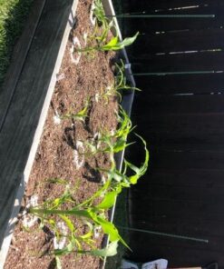 Seed Needs, 230+ Peaches & Cream Sweet Corn Seeds (Zea mays) Untreated and Non-GMO Bulk 27 51hfVCx8y0L