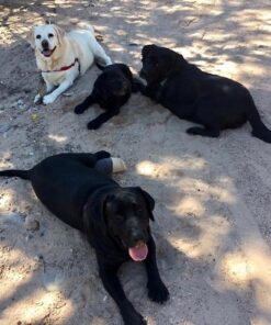 The Pet Portal Self Cleaning Dog Brush for Shedding Slicker Brush Cat Long Haired Pet Brush Grooming Deshedding Supplies - Small Pets Black 37 51hyETXw28L