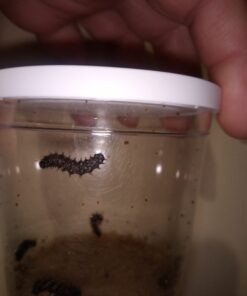 Insect Lore 5 Live Caterpillars Cup of Caterpillars Butterfly Kit Refill - Plus Butterfly Life Cycle Stages Toy Figurines - Shipped Now 46 51i60UtdxzL