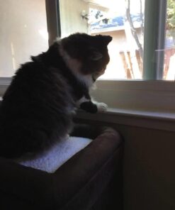 MidWest Homes for Pets 137-BR 'The Original' Curious Cat Cube, Cat House / Cat Condo in Brown Faux Suede & Synthetic Sheepskin Brown Single Story 62 51iEn11 WL 3