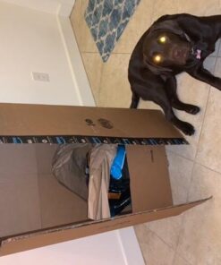 Purina Pro Plan High Protein, Digestive Health Large Breed Dry Dog Food, Chicken and Rice Formula - 34 Lb. Bag Chicken & Rice 34.00 Pound (Pack of 1) 43 51iV6kbwBiL