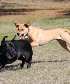 IAMS Adult High Protein Large Breed Dry Dog Food with Real Chicken, 30 lb. Bag 30 Pound (Pack of 1) 36 51jDKikEYxL