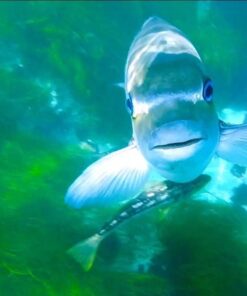 JOTO Waterproof Pouch Cellphone Dry Bag Case for iPhone 11 Pro Max Xs Max XR X 8 7 6S Plus SE, Galaxy S20 Ultra S20+ S10 Plus S10e S9 Plus S8/Note 10+ 9, Pixel 4 XL up to 6.9" -Black Black 47 51jY2GjwhQL