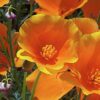 Orange California Poppy Seeds, Bulk Pack of 8 Oz, 150,000+ Seeds by Seeds2Go 49 51jjwG4ZvgL