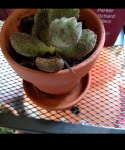 FATPLANTS 10 Living Succulent Cuttings 67 51jp97oRA5L