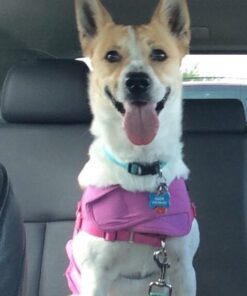 Highwave AutoDogMug Dog Water Bottle BPA-Free Portable Dog Water Bottle | Leak-Proof Portable Dog Water Bottle for Hiking and Traveling | Dish-Washer Safe, 20 oz Smoke 30 51k0cyKntL