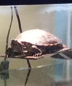 OASIS #64226 Turtle Ramp - Large 16-Inch by 11-Inch by 4-1/2-Inch, Black 35 51kCOggefNL