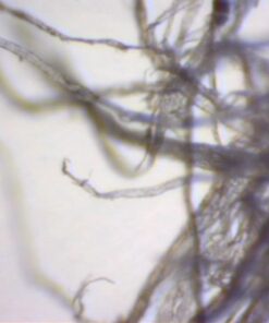 AmScope B120C-E1 40X-2500X LED Biological Binocular Compound Microscope with 3D Double Layer Mechanical Stage + 1.0 MP USB Digital Camera Imager 1.0 MP Camera 33 51kDKSZuxwL