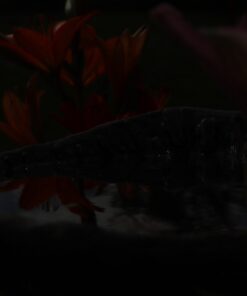 K&F Concept 58mm Variable ND Filter ND2-ND32 Camera Lens Filter (1-5 Stops) No X Cross HD Neutral Density Filter with 28 Multi-Layer Coatings Waterproof (Nano-X Series) 29 51kGYb24MOL