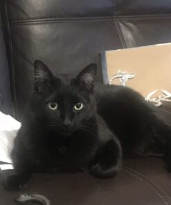 Purina Friskies Pate - (2 Packs of 12) 5.5 oz. Cans 5.50 Ounce (Pack of 24) Pate Variety Pack 35 51kaHAgLYbL