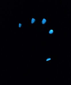 Neutral 5 Color Pack Glow in The Dark Pigment Powder - 12g Each, 60g Total Neutral 40 51l1tbn6ORL