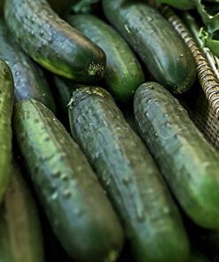 Cucumber, Long Green Improved Seeds, NON-GMO, 25 seeds per package,Long Green Improved Cucumber is a strong, vigorous producer . 6 51lBcOSeh2L