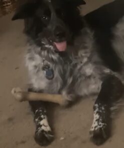 Three Dog Bakery Soft Baked Classic Cookies with Oats and Apple, Premium Treats for Dogs, 13 Ounce Box (114334) 13 Ounce (Pack of 1) 29 51lKW92b3UL