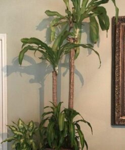 Nearly Natural - 6584 62in. Corn Stalk Dracaena Silk Plant (Real Touch), 24" x 28" x 62", Green artificial plant 60 51lUsyN mRL