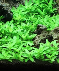 Staurogyne Repens Tissue Cultured - Foreground Aquarium Plant 34 51lgqZP7ccL