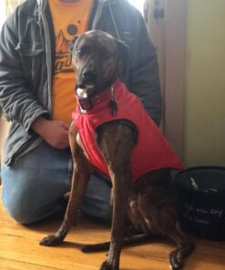 Kurgo Loft Dog Jacket, Reversible Dog Coat, Wear with Harness or Sweater, Water Resistant, Reflective, Winter Coat For Medium Dogs (Chili Red, M) Chili Red/Charcoal 50 51lir6mswXL