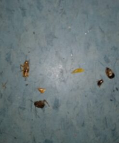 Harris Roach Tablets, Boric Acid Roach Killer with Lure for Insects (4oz, 96 Tablets) 4 oz 34 51lnrKntw L