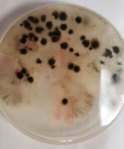 Scientific Explorer Disgusting Science Kit 33 51luPyodoSL