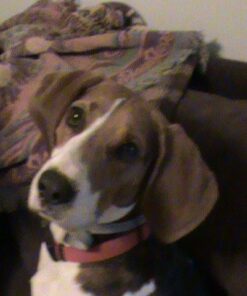 Humane Dog Bark Collar 2 Pack | Anti Barking Training Collar | Vibrating, No Shock Stop Barking for Small Medium Large Dogs | Excessive Barking Pet Corrector, (Battery) Orange & Blue Battery 47 51m6 kntnfL