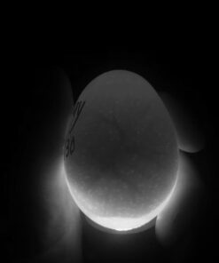 iTavah Egg Incubator, Chicken Incubators for Hatching Eggs with Automatic Egg Turning and Temperature Control, 9-12 Eggs Poultry Hatcher for Chicken Duck Bird 34 51nCgpU33RL