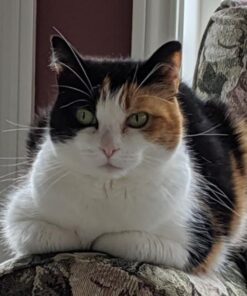 PetSafe ScoopFree Crystal Litter Tray Refills, Premium Blue Crystals, 3-Pack, Disposable Tray, Includes Leak Protection & Low Tracking Litter, Absorbs Odors On Contact 3 Trays 35 51nPcsV2qxL 1