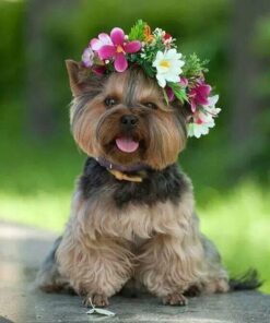 GREENIES Weight Management TEENIE Natural Dog Dental Care Chews Weight Control Dog Treats, 27 oz. Pack (96 Treats) 53 51nh4AWx4xL