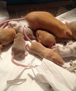 Smart Mouse Trap - Humane Mousetrap 44 51njhzWfWzL