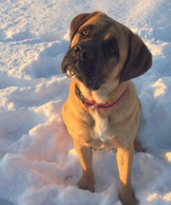 Eukanuba Adult Large Breed Dry Dog Food, 30 lb 30 Pound (Pack of 1) 43 51o6Ifype3L