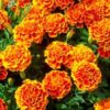 French Marigold Sparky Mix Seeds, Over 5,000 Seeds by Seeds2Go 33 51olXhoYLaL