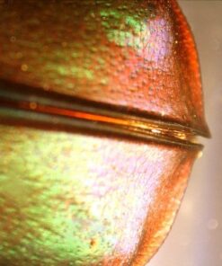 Celestron - 5 MP Digital Microscope Pro - Handheld USB Microscope Compatible with Windows PC and Mac - 20x-200x Magnification - Perfect for Stamp Collecting, Coin Collecting Handheld Digital Microscope Pro 63 51oluyv6D3L