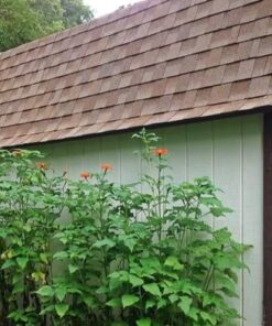 Outsidepride Tithonia Speciosa Red Mexican Sunflower Garden Cut Flowers - 1000 Seeds 56 51pTisaVAL