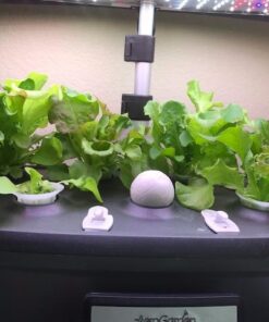 Organic Lettuce Seeds, APPR. 1,100, Lettuce Blend, Heirloom Vegetable Seeds, Certified Organic, Non GMO, Non Hybrid, USA 32 51poX4TVgL