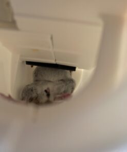 Tomcat Kill & Contain Mouse Trap, Never See a Dead Rodent Again, 2 Traps Kill and Contain Mouse Trap 33 51ppNjT3Q9L 2