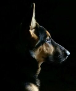 NaturVet Quiet Moments Calming Aid Plus Melatonin 180 Soft Chews 13.9OZ 28 51q19e8MEKL