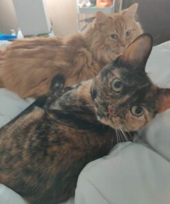 Meow Mix Tender Centers Dry Cat Food, Salmon & Chicken, 13.5 Pound Bag 13.5 Pound (Pack of 1) 30 51q9kXZaPuL