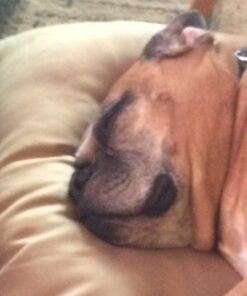 Majestic Pet Rectangle Large Dog Bed Washable – Non Slip Comfy Pet Bed – Dog Crate Bed Super Value Pillow Dog Bed – Dog Kennel Bed for Sleeping - Dog Bed Large Breed 46 x 35 Inch – Solid Khaki 46.0"L x 35.0"W x 7.0"Th 31 51qSOFQEqL