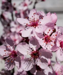 OM SYSTEM OLYMPUS M.Zuiko Digital 14-42mm F3.5-5.6 EZ Black For Micro Four Thirds System Camera, Compact 3x zoom Lens 30 51qem 0aNTL