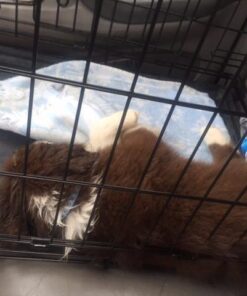 MidWest Homes for Pets Small Dog Crate, Life Stages 24' Double Door Folding Metal Dog Crate | Divider Panel, Floor Protecting Feet, Leak-Proof Dog Pan| 24L x 18W x 19H Inches, Small Dog Breed 24.0"L x 18.0"W x 19.0"H Lifestages; Double Door 32 51rXoVR4hsL