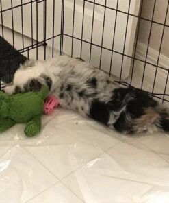 KONG - Cozie Ali Alligator - Indoor Cuddle Squeaky Plush Dog Toy - For Medium Dogs Standard Packaging 41 51rdwdJ0ByL