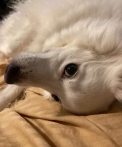 ANGELS' EYES PLUS Tear Stain Prevention Beef Powder for Dogs | All Breeds | No Wheat No Corn | Daily Support for Eye Health | Proprietary Formula |Limited Ingredients | Net Content 75g 22 51rt9LcIEiL