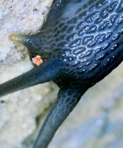 Wireless Digital Microscope, Skybasic 50X-1000X Magnification WiFi Portable Handheld Microscopes with Adjustable Stand HD USB Microscope Camera Compatible with iPhone Android iPad Windows Mac Computer Black 55 51rucrdauL