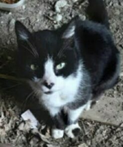 Purina Friskies Gravy Wet Cat Food Variety Pack, Shreds - (24) 5.5 oz. Cans Chicken, Turkey, Beef, Cheese 5.5 Ounce (Pack of 24) 33 51s N5BzBtL