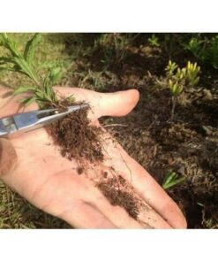 Lawn Jaws The Original Sharktooth Weed Puller Remover Weeding & Gardening Tool Weeder -Pull from The Root Easily! Ergonomic Handheld Weeding Tool for Spring Summer Cleaning, for All Age Gardeners 1 Pack 21 51s5Mnjy4GL