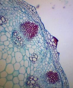 AmScope B120C-E1 40X-2500X LED Biological Binocular Compound Microscope with 3D Double Layer Mechanical Stage + 1.0 MP USB Digital Camera Imager 1.0 MP Camera 40 51sBAgxhHzL