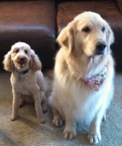 GREENIES Original Petite Natural Dog Dental Care Chews Oral Health Dog Treats, 36 oz. Pack (60 Treats) Petite Size (15-25 lb Dog) 60 Count (Pack of 1) 55 51sQqqFFCGL