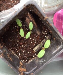 Seed Needs, Pink Common Milkweed Seeds - 100 Heirloom Seeds for Planting Asclepias syriaca - Perennial Flowers to Attract Monarch Butterflies & Other Pollinators (2 Packs) 2 Packs (200 Seeds) 16 51sUNeOpxL