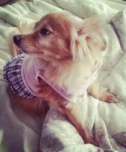 POINTPET Glucosamine for Dogs - Hip & Joint Supplement - Dog Mobility Soft Chews with Chondroitin & MSM - Dog Supplement with Omega 3, Vitamin C & E for Hips and Joints 120cnt 120 Soft Chews 29 51snwYsRrlL